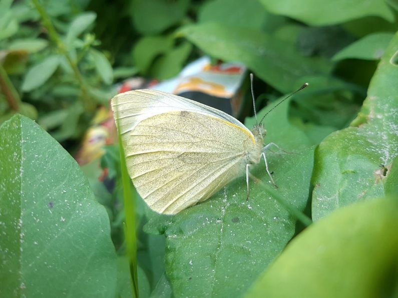 Homebuyer Preferences - a white butterfly sitting on top of a green leaf