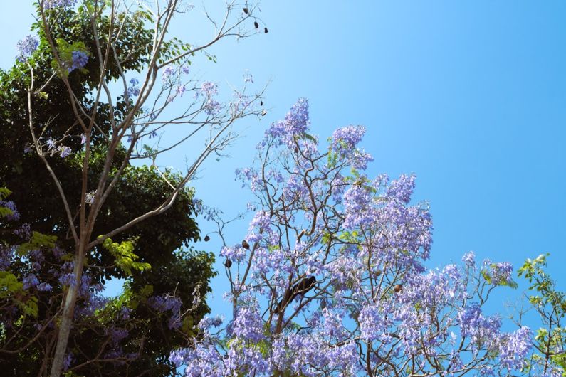 Eco-Friendly Materials - a tree with purple flowers in the foreground and a blue sky in the background