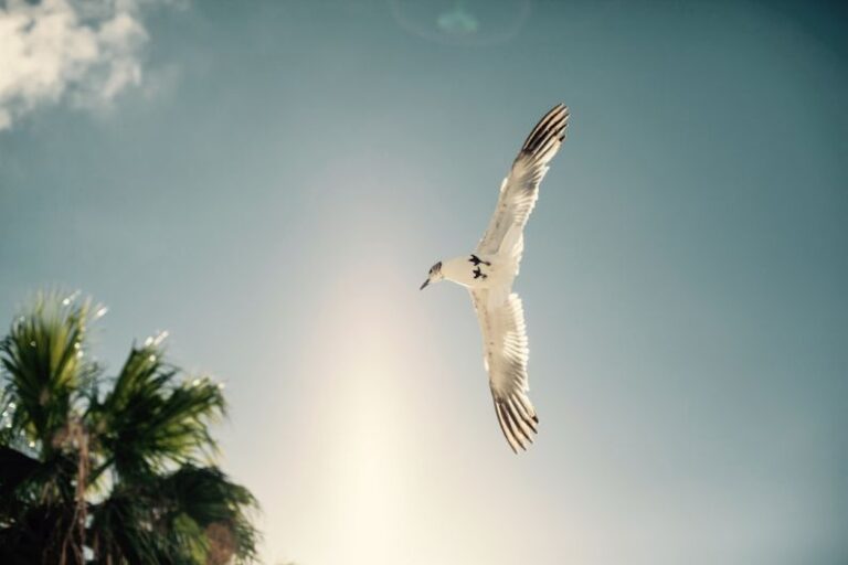 Pre-Approval - white bird soaring near tree during daytime
