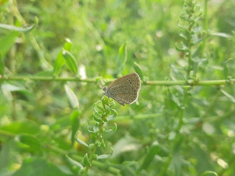 Suburban Areas - a small brown butterfly sitting on top of a green plant